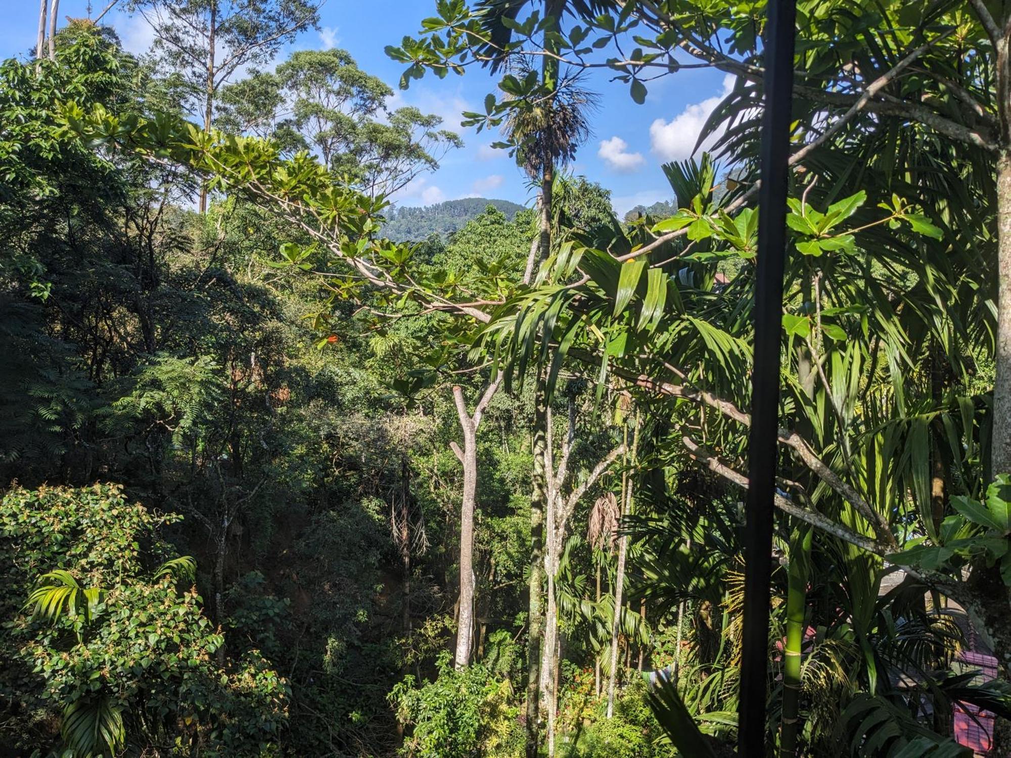 Ella Jungle Inn Homestay And Tree House Eksteriør bilde