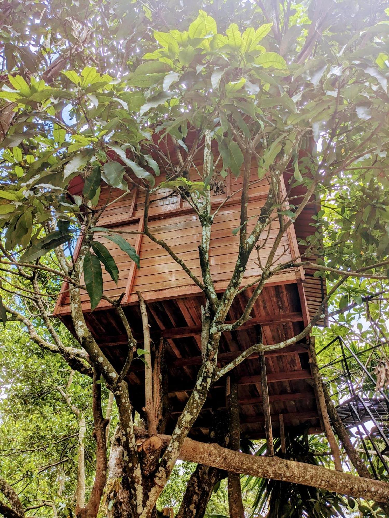 Ella Jungle Inn Homestay And Tree House Eksteriør bilde