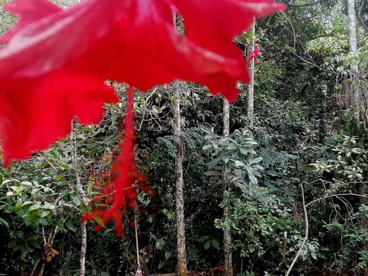 Ella Jungle Inn Homestay And Tree House Eksteriør bilde