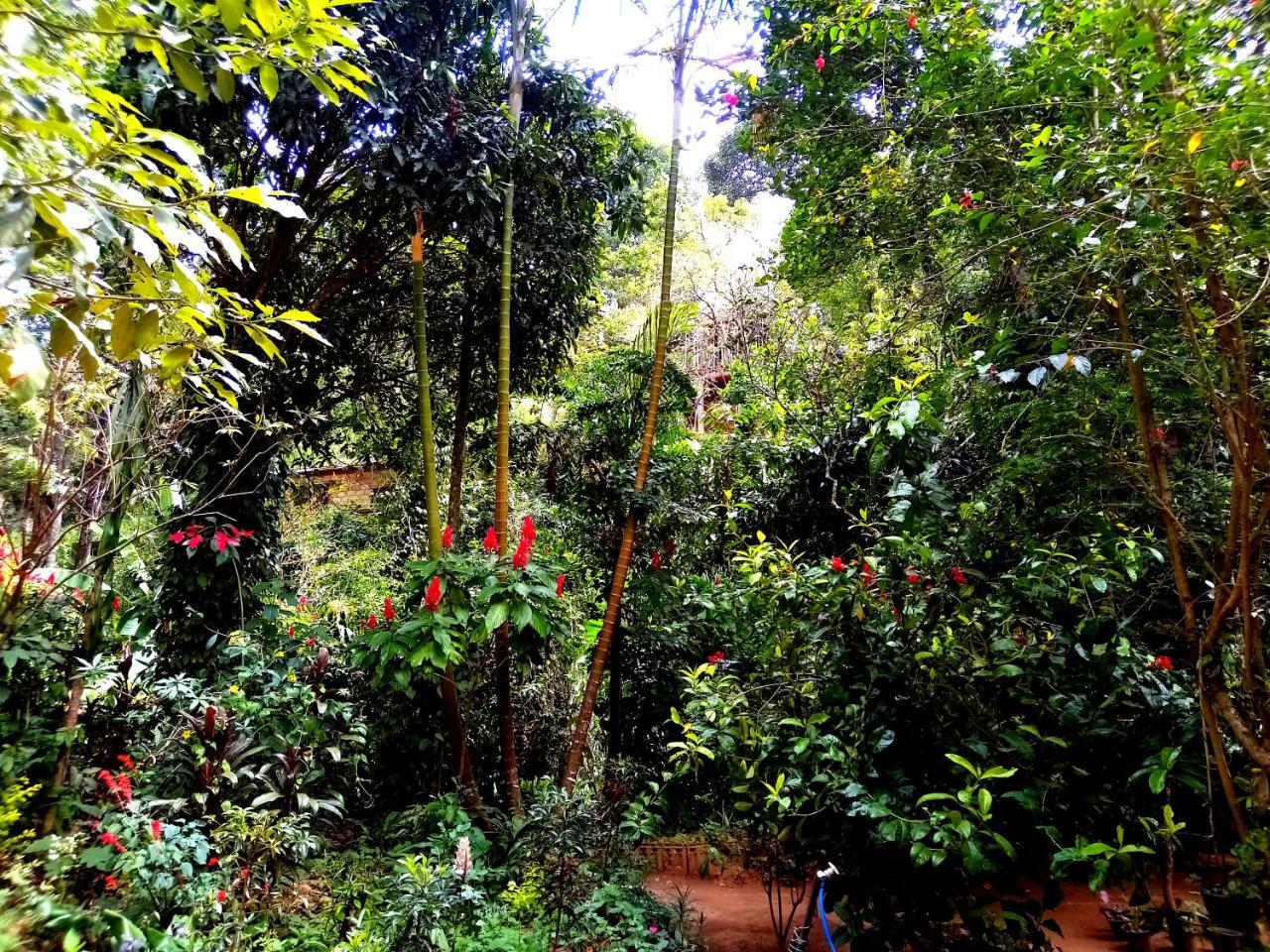 Ella Jungle Inn Homestay And Tree House Eksteriør bilde
