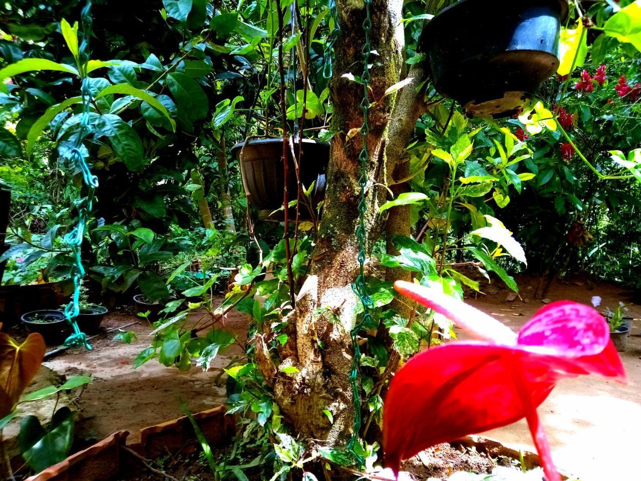 Ella Jungle Inn Homestay And Tree House Eksteriør bilde